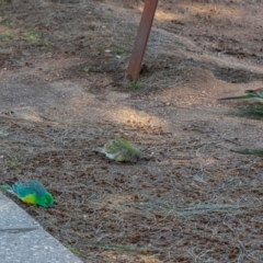 Psephotus haematonotus (Red-rumped Parrot) at Parkes, ACT - 29 Aug 2024 by AlisonMilton