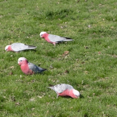 Eolophus roseicapilla (Galah) at Parkes, ACT - 29 Aug 2024 by AlisonMilton