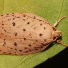 Garrha atripunctatella (A Concealer moth (Wingia Group)) at Sheldon, QLD - 24 Aug 2024 by PJH123