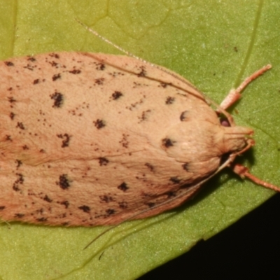 Garrha atripunctatella (A Concealer moth (Wingia Group)) at Sheldon, QLD - 24 Aug 2024 by PJH123