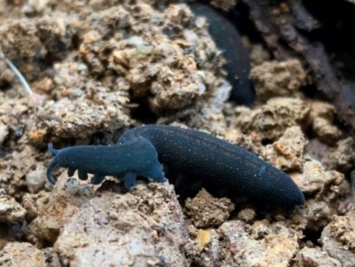 Euperipatoides rowelli (Tallanganda Velvet Worm) at Captains Flat, NSW - 13 Jul 2024 by 1Chris