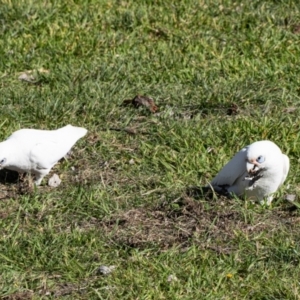 Cacatua sanguinea at Kingston, ACT - 29 Aug 2024