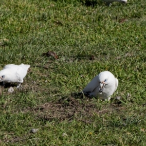 Cacatua sanguinea at Kingston, ACT - 29 Aug 2024 02:51 PM