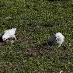 Cacatua sanguinea at Kingston, ACT - 29 Aug 2024 02:51 PM