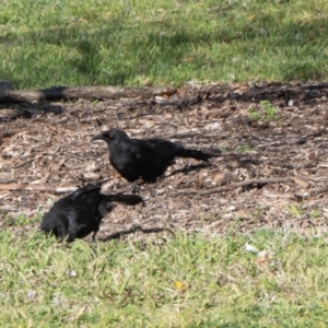 Corcorax melanorhamphos at Kingston, ACT - 29 Aug 2024 02:50 PM