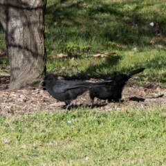 Corcorax melanorhamphos at Kingston, ACT - 29 Aug 2024 02:50 PM