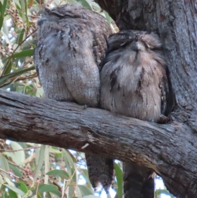 Podargus strigoides (Tawny Frogmouth) at Aranda, ACT - 30 Aug 2024 by lbradley