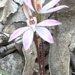 Caladenia fuscata (Dusky Fingers) at Aranda, ACT - 30 Aug 2024 by lbradley