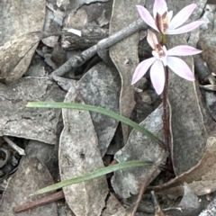 Caladenia fuscata at Aranda, ACT - suppressed