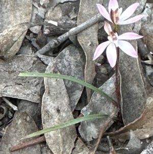 Caladenia fuscata at Aranda, ACT - suppressed