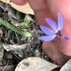 Cyanicula caerulea at Aranda, ACT - 30 Aug 2024