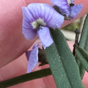 Hovea heterophylla at Aranda, ACT - 30 Aug 2024