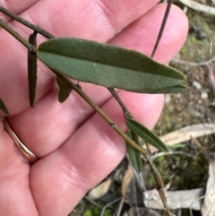Hovea heterophylla at Aranda, ACT - 30 Aug 2024 05:25 PM