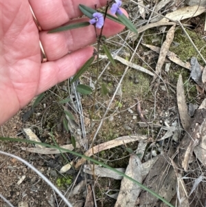 Hovea heterophylla at Aranda, ACT - 30 Aug 2024 05:25 PM