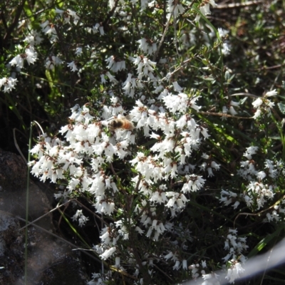 Cryptandra amara (Bitter Cryptandra) at Kambah, ACT - 30 Aug 2024 by HelenCross