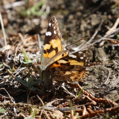 Vanessa kershawi (Australian Painted Lady) at Conder, ACT - 30 Aug 2024 by RodDeb