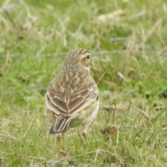 Anthus australis (Australian Pipit) at Kambah, ACT - 29 Aug 2024 by HelenCross