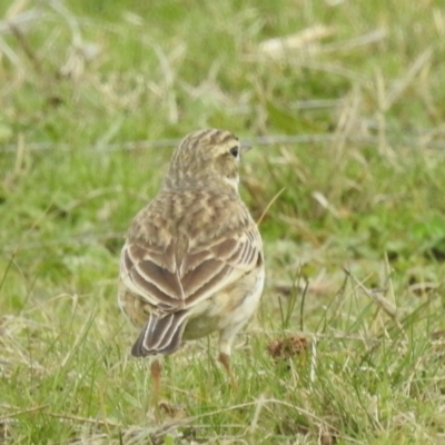 Anthus australis (Australian Pipit) at Kambah, ACT - 30 Aug 2024 by HelenCross