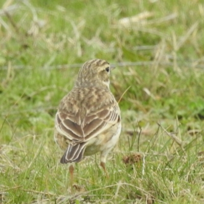 Anthus australis (Australian Pipit) at Kambah, ACT - 29 Aug 2024 by HelenCross