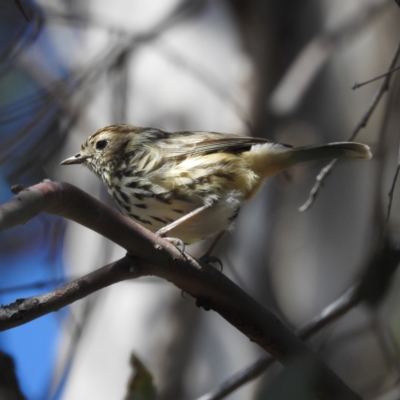 Pyrrholaemus sagittatus (Speckled Warbler) at Kambah, ACT - 30 Aug 2024 by HelenCross