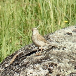 Anthus australis at Charlotte Pass, NSW - 12 Jan 2015 06:19 PM