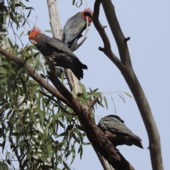 Callocephalon fimbriatum (Gang-gang Cockatoo) at Kambah, ACT - 29 Aug 2024 by HelenCross