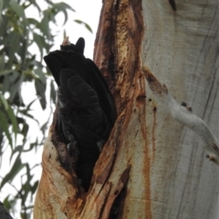 Callocephalon fimbriatum at Kambah, ACT - suppressed