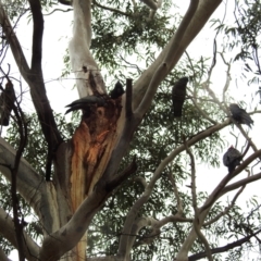 Callocephalon fimbriatum at Kambah, ACT - suppressed