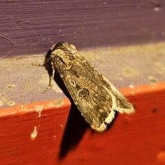 Agrotis munda (Brown Cutworm) at Captains Flat, NSW - 30 Aug 2024 by Csteele4