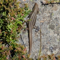 Liopholis whitii (White's Skink) at Kosciuszko, NSW - 14 Jan 2015 by KMcCue