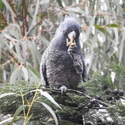 Callocephalon fimbriatum (Gang-gang Cockatoo) at Kambah, ACT - 29 Aug 2024 by HelenCross