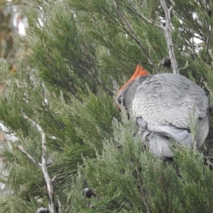 Callocephalon fimbriatum at Kambah, ACT - 30 Aug 2024