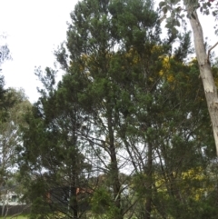 Callitris endlicheri (Black Cypress Pine) at Kambah, ACT - 30 Aug 2024 by HelenCross