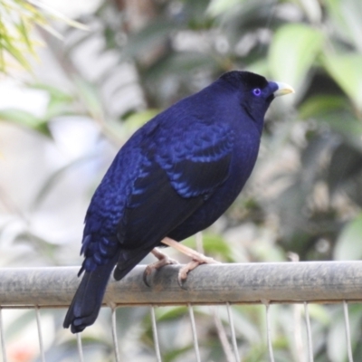 Ptilonorhynchus violaceus (Satin Bowerbird) at Kambah, ACT - 29 Aug 2024 by HelenCross