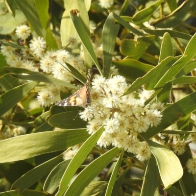 Vanessa kershawi (Australian Painted Lady) at Kambah, ACT - 30 Aug 2024 by HelenCross