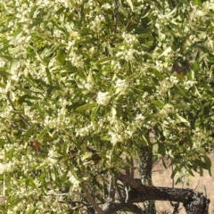 Acacia melanoxylon (Blackwood) at Kambah, ACT - 30 Aug 2024 by HelenCross