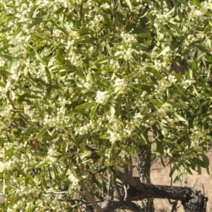 Acacia melanoxylon at Kambah, ACT - 30 Aug 2024 10:32 AM