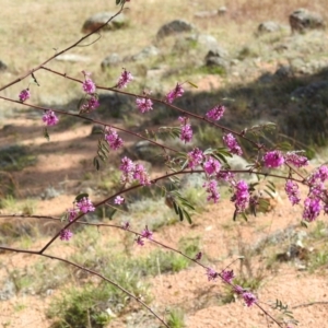 Indigofera australis subsp. australis at Kambah, ACT - 30 Aug 2024