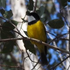 Pachycephala pectoralis (Golden Whistler) at Kambah, ACT - 30 Aug 2024 by HelenCross