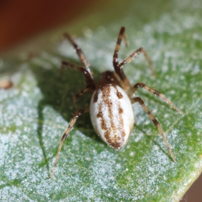 Unverified Spider - 1 Jan 1900 by LisaH