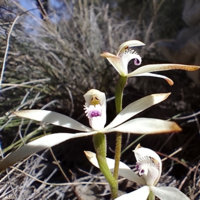 Caladenia ustulata (Brown Caps) at Gundaroo, NSW - 29 Aug 2024 by MaartjeSevenster