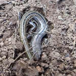 Ctenotus robustus at Kambah, ACT - suppressed