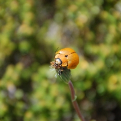 Paropsis augusta (A eucalypt leaf beetle) at Munyang, NSW - 15 Jan 2015 by KMcCue