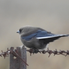 Artamus cyanopterus (Dusky Woodswallow) at Kambah, ACT - 30 Aug 2024 by HelenCross