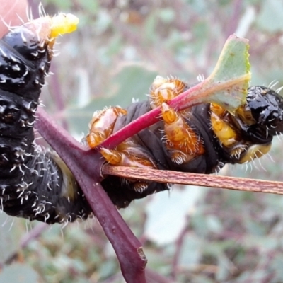 Perga dorsalis (Steel-blue sawfly, spitfire) at Hackett, ACT - 21 Aug 2024 by JenniM