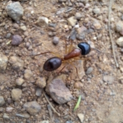 Camponotus nigriceps at Hackett, ACT - 21 Aug 2024