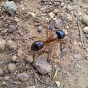 Camponotus nigriceps at Hackett, ACT - 21 Aug 2024 04:26 PM