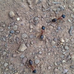 Camponotus nigriceps at Hackett, ACT - 21 Aug 2024 04:26 PM