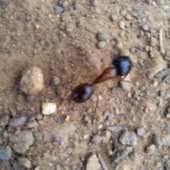 Camponotus nigriceps at Hackett, ACT - 21 Aug 2024