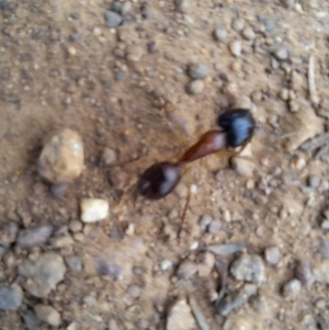 Camponotus nigriceps at Hackett, ACT - 21 Aug 2024